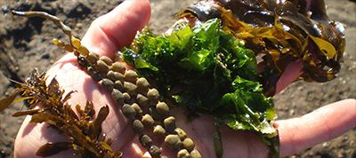 NewFrontiers.ie Features Evan Talty – Wild Irish Seaweed.